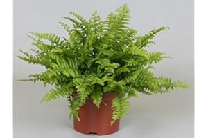 CAMBRIDGE BEE Nephrolepis | Stunning Boston Fern | Sword Fern | Indoor Home or Office Plant in 12cm Pot | 25-35cm (Incl. Pot)