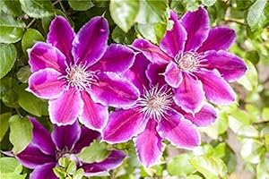 PLANTAPRO Clematis Hybride 'Dr. Ruppel' Großblumige Waldrebe im Topf gewachsen (40-60cm)