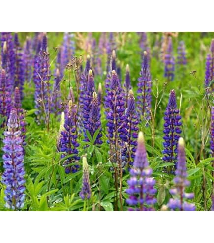 ReNatura Blaue Lupine Bio 0,5 kg Saatgut Grndngung Zwischfruchtmischung :  Amazon.de: Garten