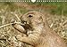 Produktbild Das Leben der Präriehunde (Wandkalender 2019 DIN A4 quer): Wildtiere (Monatskalender, 14 Seiten ) (CALVENDO Tiere)