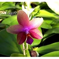 1 blühfähige Orchidee der Sorte: Phalaenopsis Liodoro, 12cm Topf, starker Duft