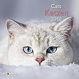 Katzen 2018 - Katzenkalender, Tierkalender , Broschürenkalender - 30 x 30 cm by 