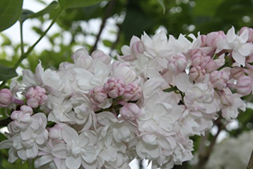 Flieder, Edelflieder Schöne von Moskau ® – Kräftige Pflanze im 3,5 lt.-Topf, 40-60 cm - 6