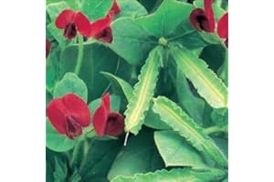 MOOSE SEEDS Asparagus Pea Seeds - Unusual Attractive Vegetable Easy to Grow! Finest Seeds