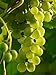 Naissance Grapeseed Oil 5 Litres 100% Pure