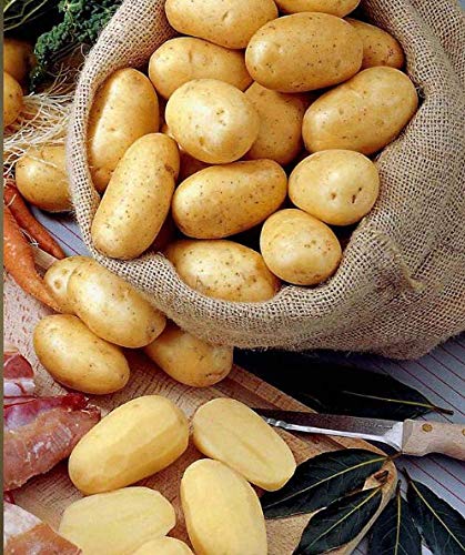 Risitar Graines - 50pcs Pomme de terre Bernadette Bleue/Rouge, Graines et Potager Plants de légumes Plantes vivaces résistante au froid