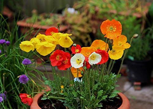 Creative Farmer Flower Seeds : California Sunlight -Eschscholzia Plant Flowers Roof Garden (3 Packets) Garden Plant Seeds