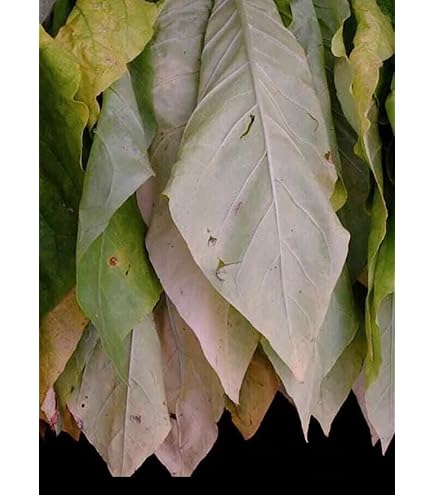 tobacco leaf uk 100 S e e d of UK Grown Amber Leaf Tobacco Easy to Grow Save : Amazon.co.uk:  Garden