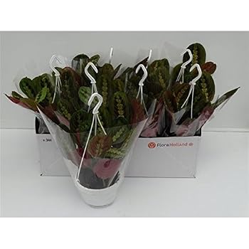 Plante Calathea Fasciata - Diamètre 14cm, Hauteur 50cm– ComfortXL Green