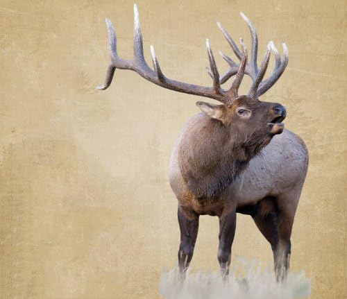 MOSSY OAK GRAPHICS 24036-MW 'Elk Bugling' Cut-Out