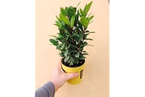 CARBETH PLANTS Laurus nobilis, Bay Tree, Large Plant in a 13cm Pot, Cooking Bay Leaf Tree Herb