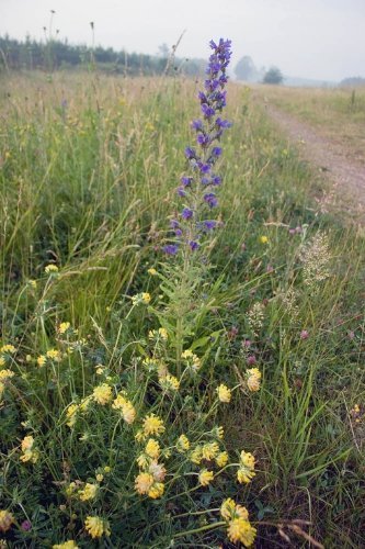 Just Seed Gewöhnlicher Natternkopf, Echium Vulgare, Britische Wildblume, 300 Samen