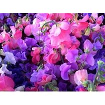 Sweet Pea 'Royal Family' Mixed Color Seeds - Heirloom, Fragrant Vine, Non-GMO, 50 Count