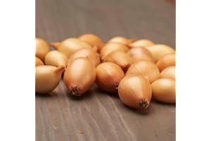 DUTCH BULBS EXCLUSIVE PLANTS FROM HOLLAND Pianta bulbi da orto - 500 gr Cipolla Sturon - Dolce Piccante - Qualità olandese - 14-21 mm (non semi)