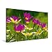 Produktbild Calvendo Premium Textil-Leinwand 90 cm x 60 cm Quer, Wildtulpen | Wandbild, Bild auf Keilrahmen, Fertigbild auf Echter Leinwand, Leinwanddruck: Liebenswerte Frühlingsboten Natur Natur