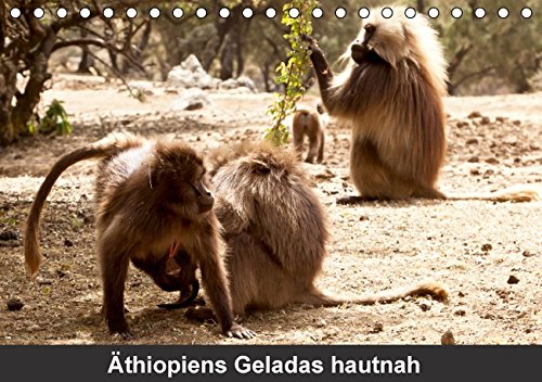 Download Äthiopiens Geladas hautnah (Tischkalender 2016 DIN A5 quer)