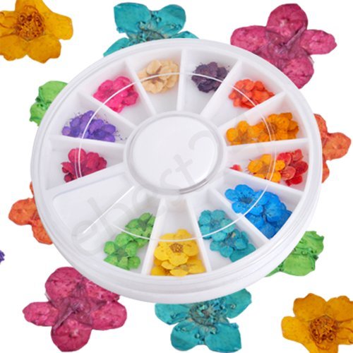 12 Colour Nail Art Dried Dry Flowers False Nail Tips Manicure Make Up