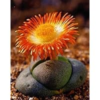 Tropica - Sukkulenten - Lebender Granit (Pleiopilos nelii) - 40 Samen