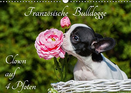 Französische Bulldogge - Clown auf 4 Pfoten (Wandkalender 2016 DIN A3 quer): Französische Bulldoggen auf 13 zauberhaften Fotos (Monatskalender, 14 Seiten ) (CALVENDO Tiere)