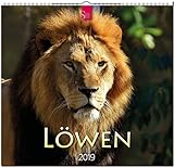 MF-Kalender Löwen 2019 by