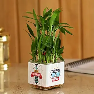 Ferns N Petals Lucky Bamboo Plant for Fathers Day in White Glass Vase
