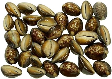 Quality Selected Seashells - 200 Grams Snakehead shells for Seashell Vases, Seashell Boxes, Seashell Frames, Seashell Jewelry Making & Mini Garden Miniture