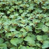 perilla planta medicinal propiedades Semillas Seekay Perilla Verde - Shiso - Japonés Albahaca - Aprox 1200 Semillas
