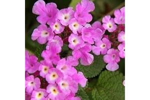 PIANTEWEB Pianta Lantana Sellowiana