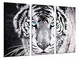 Decoración para tu hogar Cuadros Cámara Cuadro Fotográfico Tigre Blanco y Negro, Ojos Azules, Animales, 97 x 62 cm XXL, Multicolor