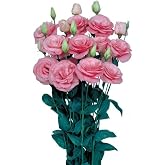 megcito Lisianthus &Ccedil;i&ccedil;eği Tohumu (Katmerli, Bodur) Pembe Renkli - 5 Tohum