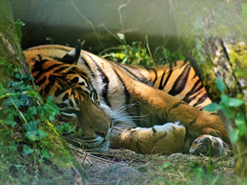 Preisvergleich Produktbild Lais Puzzle Tiger 2000 Teile