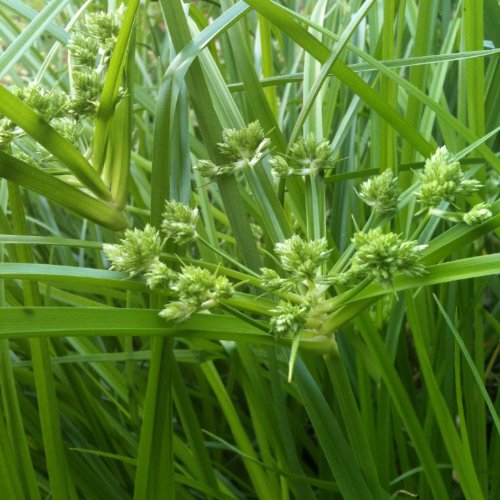 lichtnelke - Freiland-Zyperngras (Cyperus glaber)