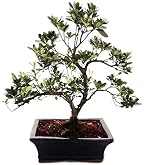 Exotenherz - Bonsai - Portulacaria afra - Jadebaum - Afrikanischer  Elefantenbaum - ca. 7-8 Jahre : Amazon.de: Garten