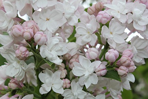 Flieder, Edelflieder Schöne von Moskau ® – Kräftige Pflanze im 3,5 lt.-Topf, 40-60 cm - 9