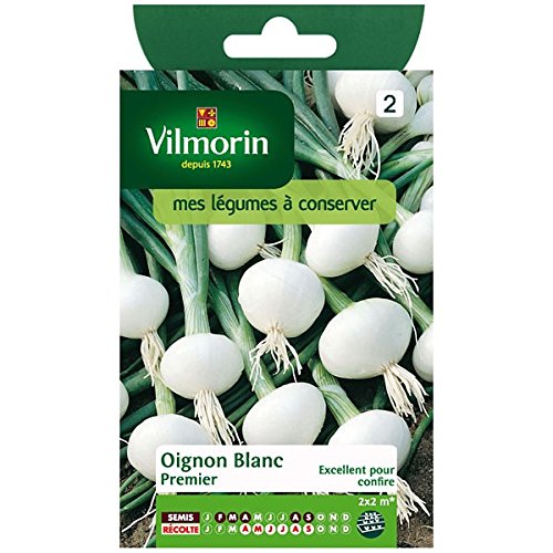 Preisvergleich Produktbild Vilmorin - Weiße Zwiebel Erste