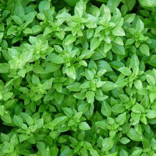 Ocimum basilicum var.Red Rubin - Purple basil - Spg - Seeds