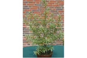 PLANTENWELT WIESMOOR Sanddorn männlich Hippophae rhamnoides Pollmix 60 - 80 cm hoch im 3 Liter Pflanzcontainer