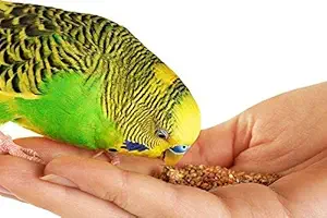 Urban Terra Premium Kangni Seeds for Budgies Cockatiel & Lovebird - Foxtail Millet , Nutritious Bird Food, 1 kg/1000 Grams