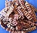 Shikakai Acacia Concinna Fruit Pods Shikakai Ancient Shampoo Hair Cleanser 500gm - 1.1 Lb