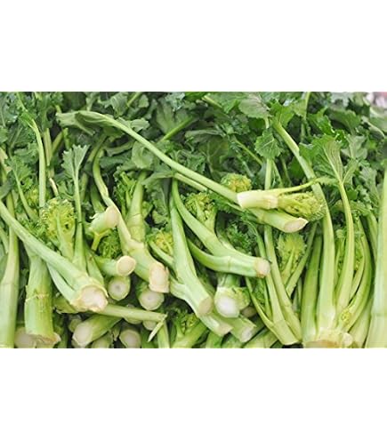 Italienischer Spargel-Brokkoli 'Riccia San Marzano' Samen – 1000 Stück – Auch Cima Di Rapa Genannt