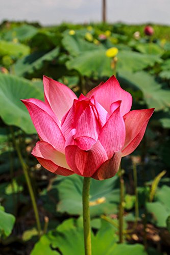 Seedeo Rote Indische Lotusblume (Nelumbo nucifera) 7 Samen