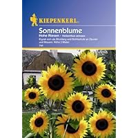 Helianthus Sonnenblume Hohe Riesen gelb