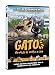 Gatos [DVD]