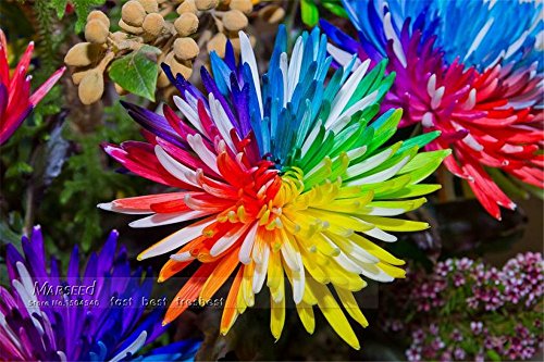 20 Samen Regenbogen Chrysantheme bunt