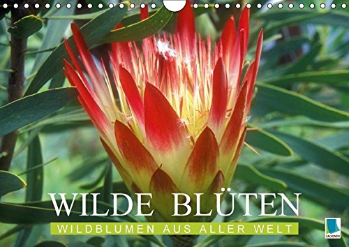 Preisvergleich Produktbild Wilde Blüten: Wildblumen aus aller Welt (Wandkalender 2018 DIN A4 quer): Die wilden Schwestern unserer Gartenblumen und Topfpflanzen (Monatskalender, ... [Kalender] [Apr 01, 2017] CALVENDO, k.A.