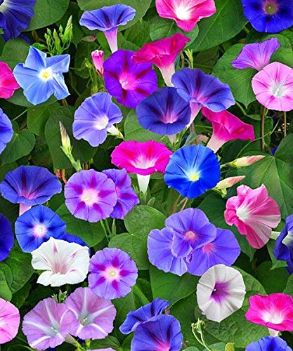 Buy Antier Morning Glory Flower Seeds Avg 30 50 Seeds X 1 Packet Online At Low Prices In India Antier Morning Glory Flower Seeds Avg 30 50 Seeds X 1 Packet Reviews Ratings Ideakart Com India