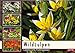 Produktbild Wildtulpen - Liebenswerte Frühlingsboten (Wandkalender 2019 DIN A2 quer): Ein Fotografischer Streifzug durch die Farbenpracht der Wildtulpen (Monatskalender, 14 Seiten ) (CALVENDO Natur)