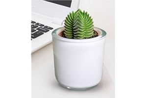 BALDUR-GARTEN GMBH BALDUR Garten Crassula "Buddha's Temple", 1 Pflanze, Grünpflanze, mehrjährig - frostfrei halten, pflegeleicht, Wasserbedarf gering, für Standort in der Sonne geeignet, Crassula Buddhas Temple