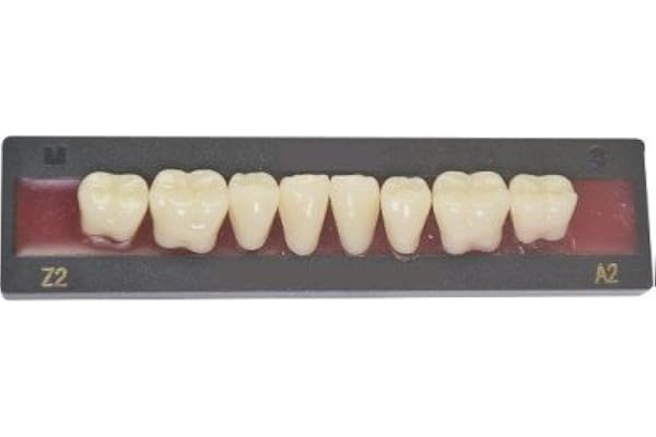 Dents Artificielles BAS - POSTÉRIEUR DU BAS (8 dents)