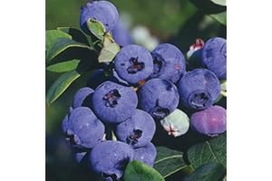 BAUMSCHULE WEDROWSKI W Myrtille Tardive Darrow 1L - Plante de Jardin, Arbres fruitiers - la Décoration Parfaite pour Votre Propriété - Pour les Débutants et les Jardiniers Professionnels